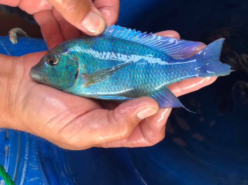 Placidochromis sp. 'phenochilus gissel' Chiofu Bay